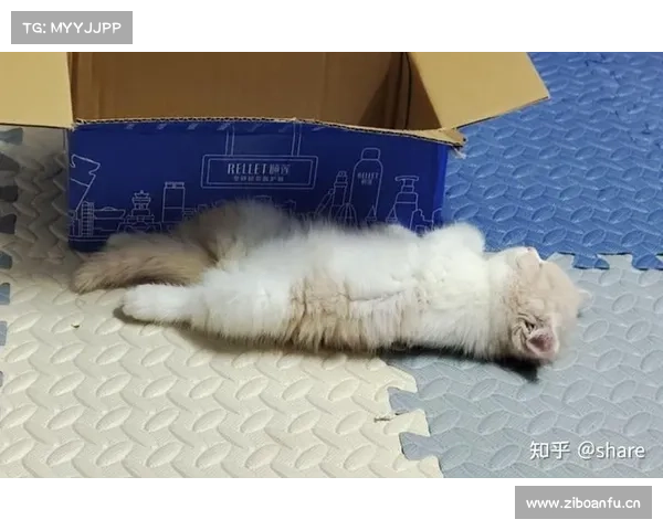 一起骚肚皮!你萌我也萌 一起骚肚皮!你萌我也萌